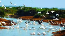 Bông hoa bần không cánh