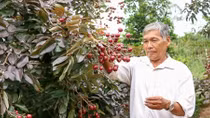 Thủ tướng yêu cầu Bộ NN&PTNT xem xét bảo hộ giống nhãn tím quý