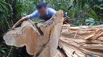 Vì sao rừng Bắc Trà My liên tục bị tàn phá?