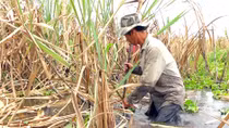 Vụ mía “đắng” tại “vương quốc mía” của miền Tây