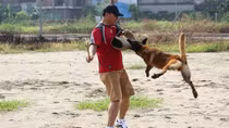 Hốt bạc nghề dạy thú cưng