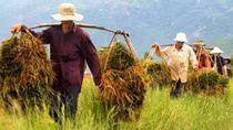 Nông nghiệp, nông dân, nông thôn có vị trí chiến lược