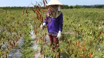 Người trồng ớt trắng tay vì không được thu mua