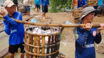 Cá tra bất ngờ giảm giá do khó khăn trong xuất khẩu
