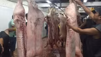 Tăng cường kiểm soát dịch tả lợn châu Phi, đảm bảo nguồn hàng sạch cho người tiêu dùng