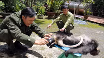 Trưng cầu giám định 9 cá thể nghi là voọc chà vá chân đen