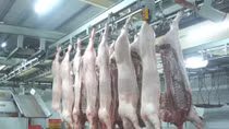 Các điều kiện về địa điểm cơ sở giết mổ gia súc, gia cầm