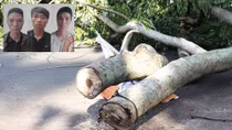 Kết luận điều tra vụ băng nhóm chuyên trộm cắp gỗ sưa ở đình, chùa