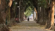 Đẹp ngỡ ngàng Hà Nội mùa thay lá