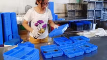 Phát hiện cơ sở sản xuất cơm hộp bẩn cho hàng trăm công nhân