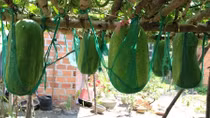 Kỳ lạ bí đao khổng lồ ở bàu Chánh Trạch