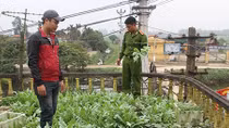 Công an Hưng Yên: Xử lý nghiêm những trường hợp trồng cây thuốc phiện tại nhà