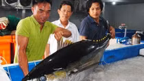 Công nghệ nano UFB: Nâng cao chất lượng bảo quản cá ngừ đại dương, mở rộng thị trường xuất khẩu