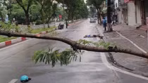 Tin thêm về vụ tử vong do đâm xe vào cây đổ ngang đường