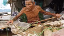 Hơn 60 tấn cá lồng chết trên sông Mã