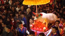 Kì lạ ngôi làng nuôi "ông lợn" như người