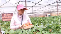 Làm giàu từ trồng dâu tây phục vụ khách du lịch