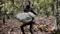 Cacao dùng làm sôcôla thấm mồ hôi hàng trăm ngàn trẻ em châu Phi