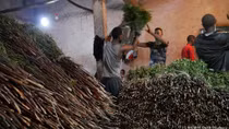 Buôn bán lá khat: Lĩnh vực kinh doanh triệu đô ở Ethiopia