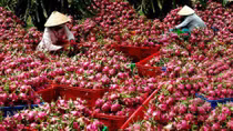 Xuất khẩu nông sản, tránh “bỏ trứng vào một giỏ”