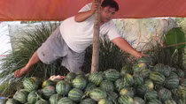 Nông dân miền Tây lại lao đao vì tin đồn
