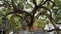 Độc đáo cây nhãn tổ Hưng Yên