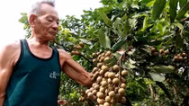 Được mùa, nông dân trồng nhãn vẫn buồn