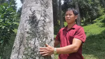Ly kỳ cây trám độc nhất vô nhị “đẻ ra tiền” 