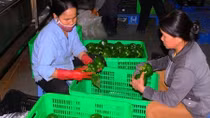 “Thủ phủ rau” khan hiếm hàng, giá tăng chóng mặt