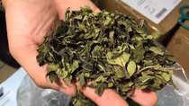 Chưa xử lý hình sự được hành vi vận chuyển lá cây khô có chất gây nghiện