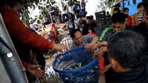 Điều tra việc phóng sinh sinh vật ngoại lai vào sông Hồng