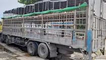 Xử lý nghiêm việc buôn bán lợn bệnh, lợn chết