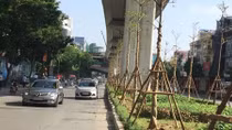 Hà Nội trồng 67.000 cây xanh trong tháng 12