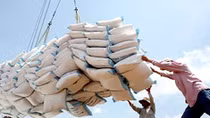 Nâng cao chất lượng gạo mới mong chiếm lĩnh được thị trường 