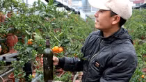 Quất trồng trong chai thủy tinh chờ Tết nguyên đán