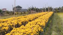 Làng hoa Hạ Lôi những ngày cách ly