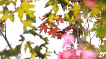 Lạ lẫm cảnh tượng trời Âu giữa lòng Hà Nội
