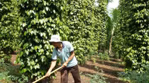 Hồ tiêu lại đối mặt với nguy cơ phải “giải cứu”