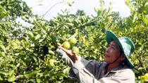 Giải “bài toán” tiêu thụ nông sản cho vùng đồng bằng sông Cửu Long