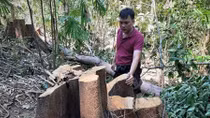 Quảng Nam: Siết chặt quản lý, máu rừng vẫn chảy