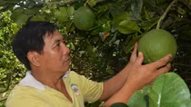 Hiệu quả từ mô hình chuyển đất lúa sang cây trồng khác