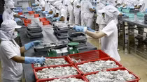 Bất cập khi doanh nghiệp chế biến thuỷ sản bị áp thuế thu nhập doanh nghiệp 20%