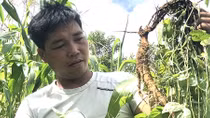 Người Cơ Tu vùng biên trồng cây “xóa đói, giảm nghèo”