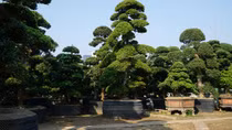 Ngắm vườn tùng cổ thụ độc nhất vô nhị tại Hà Nội