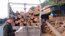 Không “nương tay” với lâm tặc