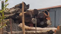 Phát lệnh truy nã thêm 2 đối tượng trong vụ trùm gỗ lậu Phượng “râu”
