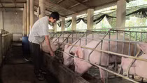 Tạo điều kiện tối đa cho xuất khẩu thịt lợn