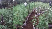 Bắt quả tang vụ tàng trữ heroin và trồng hàng trăm cây cần sa