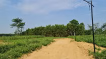 Cần làm rõ việc ồ ạt chuyển đổi đất trồng cây hàng năm để phân lô, bán nền