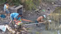 Đánh liều bơm nước mặn vào đồng để… cứu lúa vụ ba